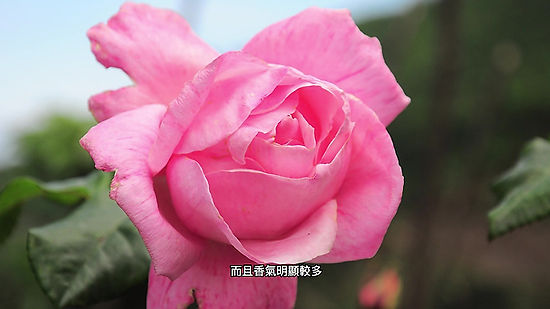玫瑰 Rose